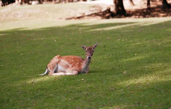 Junge Männliche Hirsche Auf Dem Gras Mit Selektivem Fokus Bambi — Stockfoto