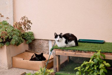 Samimi Kediler Bahçe Köşesinde Dinleniyor - Şirin Kedi Yoldaşları