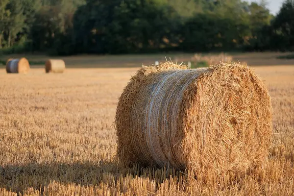 stock image Fresh Hay Bales in Golden Wheat Field at Sunset