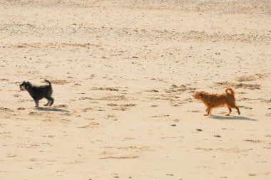 Sunny Sandy Plajında Koşan İki Neşeli Köpek