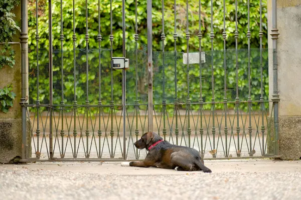 Bekçi Köpeği Yeşil Saklı Villa 'nın önündeki Vintage Demir Kapı' da Dinleniyor