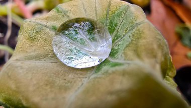 Tek bir şeffaf su damlacığının yakın çekim makro görüntüsü dokulu bir yaprağın ortasında duruyor. Damla etrafındakileri yansıtıyor ve yaprağın ince damarlarını vurguluyor. Huzur ve doğal güzellik hissi yaratıyor..