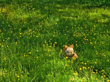  Bu iç açıcı görüntü canlı sarı çiçeklerle dolu bir tarlaya dalmış neşeli bir köpeği yakalıyor. Görüntü, ilkbahar ve hayatın basit zevklerini anımsatıyor..