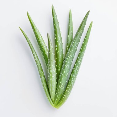 aloe vera bitkisi beyaz üzerine izole.