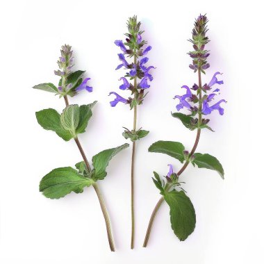 Mor adaçayı yaprakları, salvia officinalis, beyaz arka planda izole edilmiş..