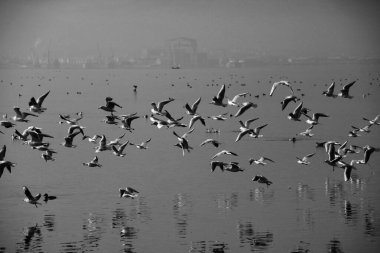 Flamingolar suda uçuyor.