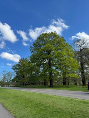 Yeşil çimlerle çevrili bir parkın manzarası, asfalt yolu, arka planda ağaçlar ve beyaz bulutlu mavi gökyüzü.
