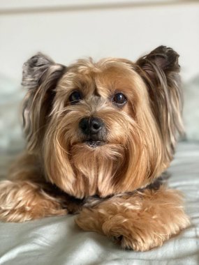 Beyaz arka planda tüylü siyah ve karamel kürklü Yorkshire teriyer köpeği. 