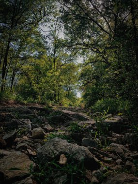 Ormanda yer seviyesinden yakalanmış kayalık bir yürüyüş patikası. Orta büyüklükteki kayalar toprak yolda, yemyeşil ağaçlarla çevrili, engebeli ama sakin bir açık hava manzarası yaratıyor.