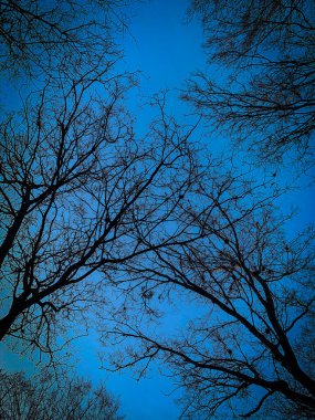 A ground-up perspective of tree branches with sparse light red leaves, set against a vibrant clear blue sky. A minimalistic, nature-focused scene capturing serenity and simplicity clipart