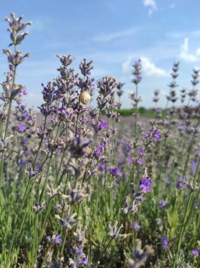 Lavanta tarlası, odak noktasında salyangoz, mor lavanta dalları, lavanta tarlası ve mavi gökyüzü.