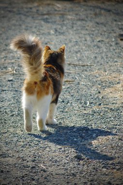 A fluffy Cyprus cat with a long tail walking away on a sunny gravel path, showcasing its natural beauty and charm in the serene outdoors. clipart