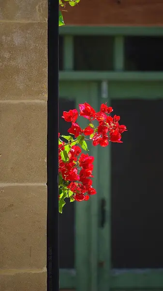 Kıbrıs Rum Kesimi 'nin Kalavasos köyündeki bir duvarın arkasından süzülen göz alıcı kırmızı bir bougainvillea dalı.