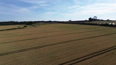 Arka planda birkaç ağaç olan bir çim tarlası. Gökyüzü açık ve mavi. Çimler kuru ve kahverengi.