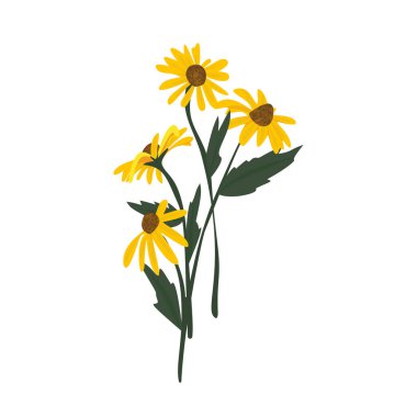 Parlak Sarı Rudbeckia Hirta Çiçeği, Siyah Gözlü Susan Çiçeği Yaz ve Bahar Bahçesinde