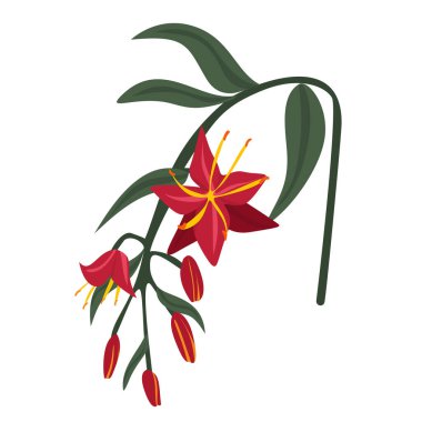 Canlı Kırmızı Adenyum Multiflorum ve Hesperantha Schizostylis Çiçekleri Dolu Çiçekler