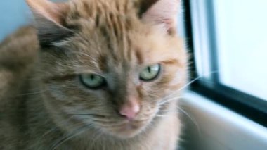 Yeşil gözlü kırmızı bir kedi bir kış günü pencerenin yanında oturuyor.