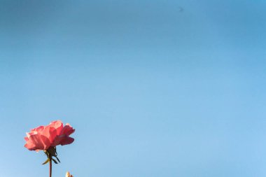 Bahçede güzel çiçekler, mavi gökyüzünün önünde tek bir gül