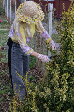 Şapka takan bir kadın, tarikat üyeleriyle çalıları budar..