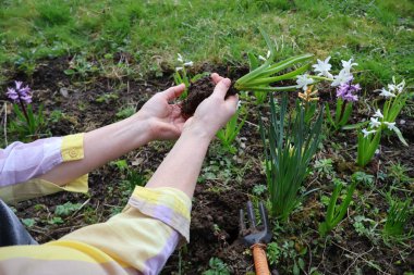 Kadınların elleri kökleri olan bir sümbül tutar..