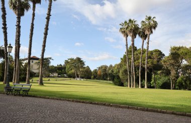 Bir şehir parkının çimlerinde Akdeniz ağaçları.