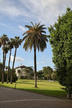 Bir şehir parkının çimlerinde Akdeniz ağaçları.