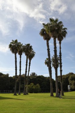 Bir şehir parkının çimlerinde Akdeniz ağaçları.