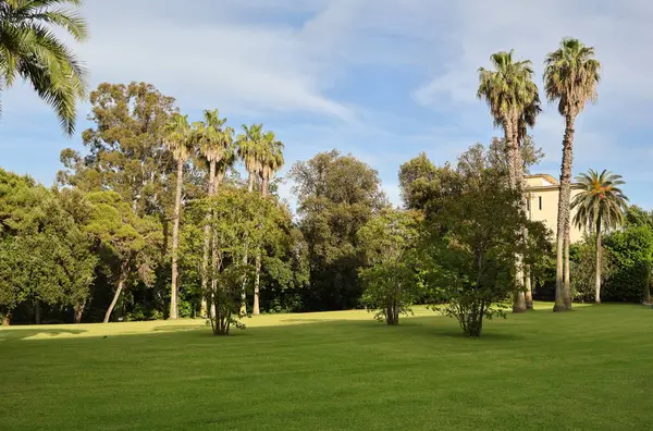 Bir şehir parkının çimlerinde Akdeniz ağaçları.