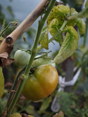 olgunlaşmamış bir sera domates.