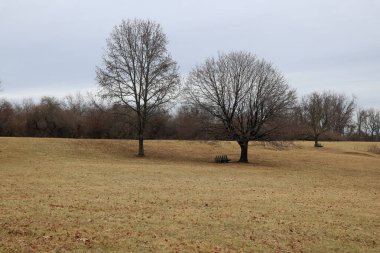 Düz, kahverengi yapraklı bir tarlada iki yaprak döken ağaç ve orta zeminde iki park bankı bulunur. Arka planda soluk gri gökyüzünün altında yapraksız ağaçlar görünüyor. Genel tonu sessiz ve kıştır..