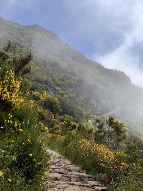 Bereketli yeşilliklerle, çiçek açan çiçeklerle dolu sakin bir dağ manzarası ve mistik bir atmosfer ekleyen hafif bir sis. Canlı renkler ve doğal güzellik huzur verici, ferahlatıcı bir sahne yaratır.