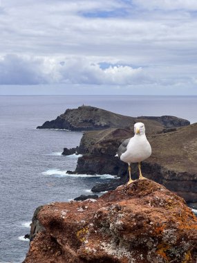 Okyanus dalgaları, küçük adalar ve Madeira 'nın engebeli kıyı şeridi ile kayalık bir uçurumda dinlenen bir martının huzurlu manzarası..