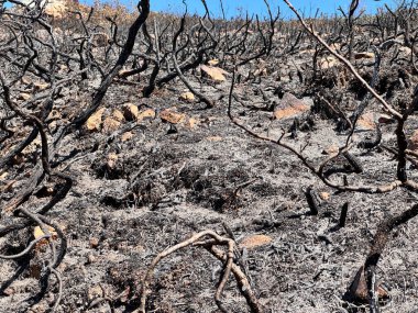 Yangından sonra yanmış çalılar ve çimenler.