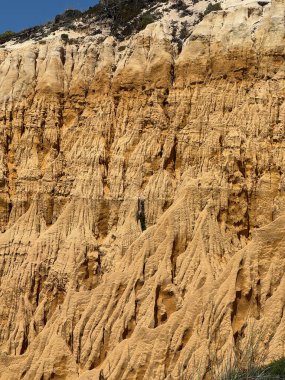 Sert ağaç kabuğu yüzeyi, göze çarpan turuncu gölgeler. Doğanın en küçük ayrıntısına kadar..