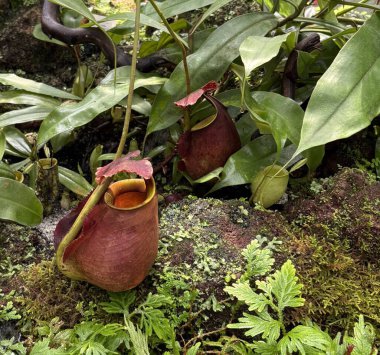 Tropical Carnivorous Plant Nepenthes bicalcarata Close Up of Rare Bornean Pitcher Plant Group with Nepenthes ampullaria