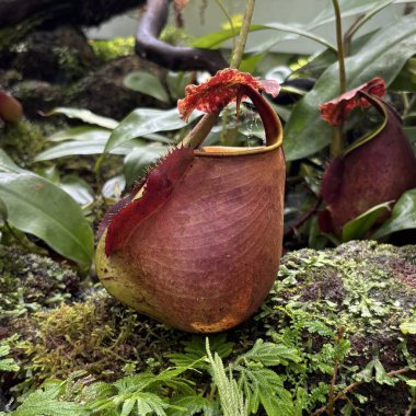 Tropical Carnivorous Plant Nepenthes bicalcarata Close Up of Rare Bornean Pitcher Plant Group with Nepenthes ampullaria