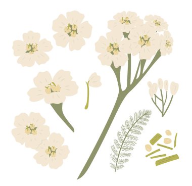 Biçimlendirilmiş Botanik Şifalı Bitki Yarrow, Achillea Millefolium, Bitki, Folliage, Rhizome