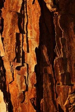 Sert ağaç kabuğu makroda yakalanarak dokuların ve doğal tonların zenginliğini gözler önüne seriyor. Doğa tarafından tasarlanmış eşsiz bir desen..