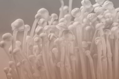 Enoki mantarları yakın plan. Soyut renklendirilmiş resim.