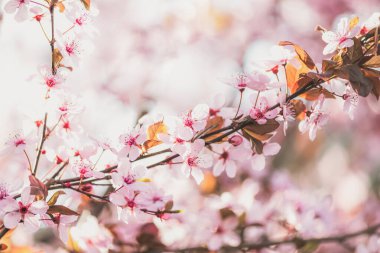 Bahar bahçesinde çiçek açan ağaçlar. Pembe erik çiçekleri. Bahçenin uyanışı. Seçici odak.