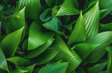 Hosta yapraklı doğal yeşil arkaplan.