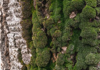 Ağacın kabuğunda yeşil yosun var. Odaklan..
