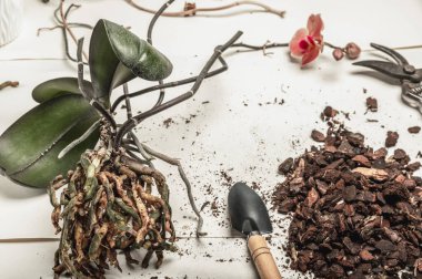 Evde orkideler naklediliyor. Pencere kenarındaki bahçe. Aile hobisi.