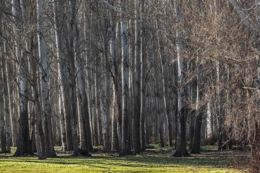 Poplar grove and green meadow. Background with trees. clipart