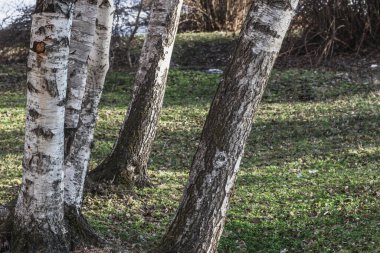 Beyaz huş gövdeleri yakın plan seçici odaklanma sağlar. Ağaçlı arkaplan.