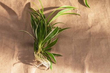 Masada klorofilyum iğnesi var. Ev bitkilerini nakletmek ve çoğaltmak, ev çiçekleri. Ev dekorasyonu. Ev bitkisi bakımı. Hobi olarak bahçıvanlık ve çiçekçilik. Çiçek hastalıkları.