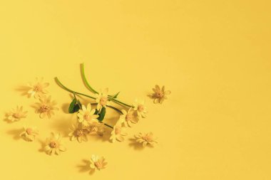 Sarı arka planda sarı ranunculus çiçekleri.