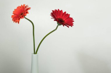Beyaz arka planda beyaz bir vazoda iki Gerbera çiçeği. Metin için boşluk.
