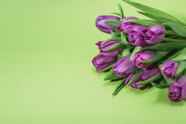 Lilac tulips on a light green background. Concept for congratulations on Valentine's Day, Birthday, Mother's Day and Women's Day. clipart