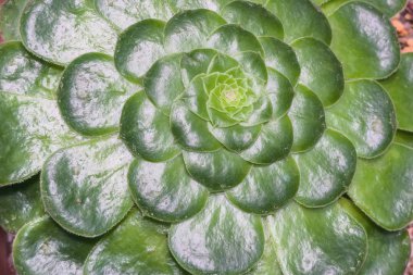 Background of Aeonium pseudo tabuliforme close-up. Succulent plants at home. clipart